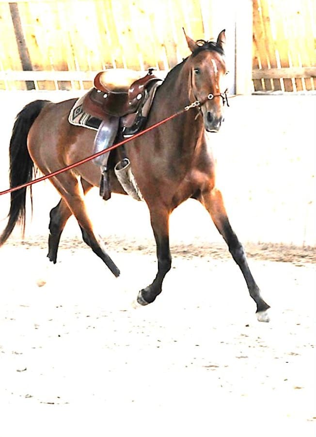 Pferd im Trab an der Longe