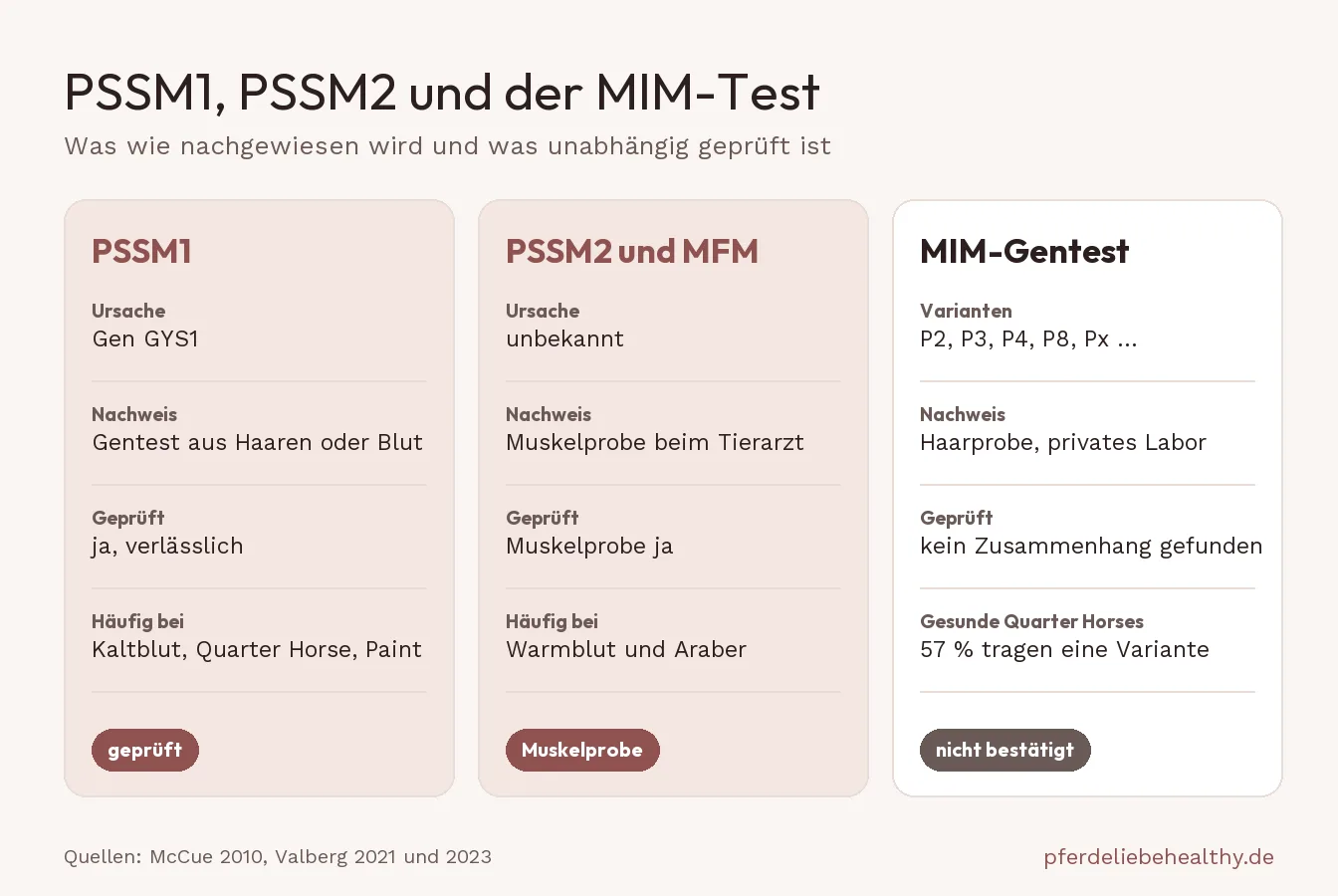 Übersicht in drei Spalten: PSSM1 mit geprüftem Gentest, PSSM2 und MFM mit Nachweis über die Muskelprobe, MIM-Gentest ohne Bestätigung in unabhängigen Studien.