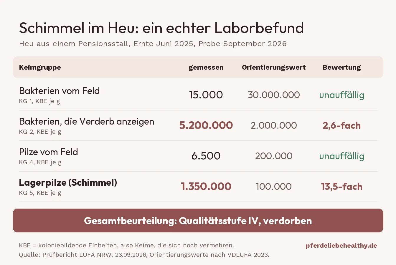 Laborbefund eines Heus aus einem Pensionsstall: Lagerpilze 13,5-fach über dem Orientierungswert, Gesamtbeurteilung Qualitätsstufe IV, also verdorben.