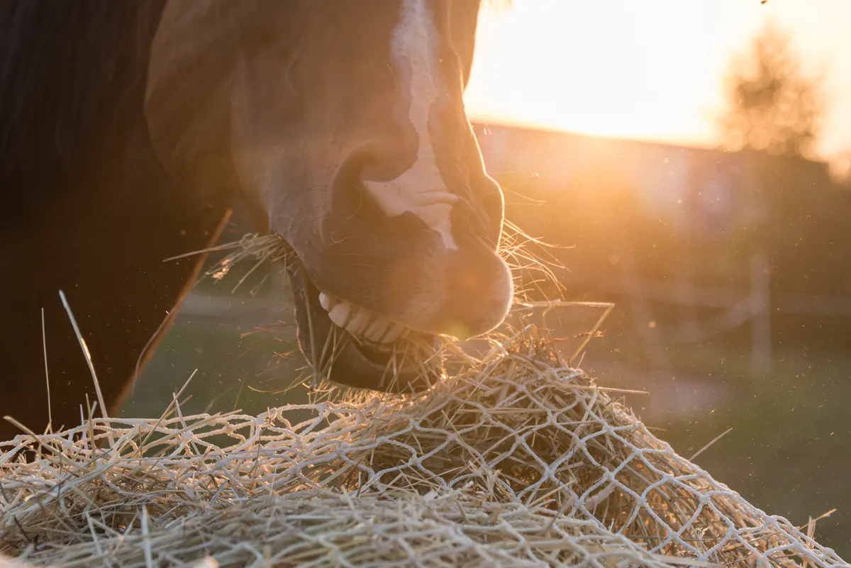 Pferd frisst im Abendlicht Heu aus einem Heunetz